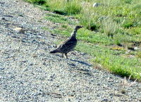 GDMBR: I think that this is a type of Ptarmigan (or in the Grouse Family). The bird was walking slowly, as if it were crippled. So we automatically looked for chicks opposite of the hens walking direction. Clever aren't we. Sure enough we saw 5 chicks..